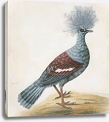 Постер Western Crowned Pigeon