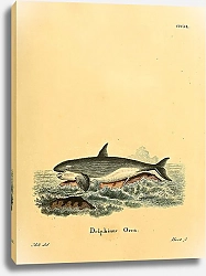 Постер Касатка Delphinus Orca