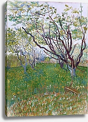 Постер Ван Гог Винсент (Vincent Van Gogh) Фруктовый сад в цвету