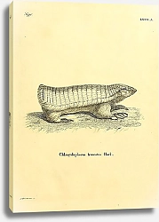Постер Плащеносец Chlamydophorus truncatus
