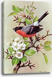 Постер British Birds - Bullfinch