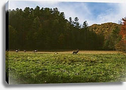 Постер Стадо оленей на поляне