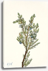 Постер Уолкотт Мари Mountain Juniper. Juniperus sibirica