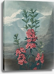 Постер Торнтон Роберт Кальмия узколистная