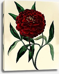Постер Paeonia lactiflora