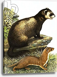 Постер Дэвис Р. (жив, дет) Polecat and stoat