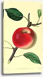 Постер Яблоко с короткой плодоножкой