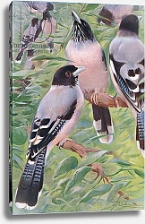 Постер Кунер Вильгельм Lanceolated Jay, from Wildlife of the World published by Frederick Warne & Co, c.1900
