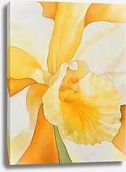 Постер Illuminating the delicate secrets of a yellow orchid