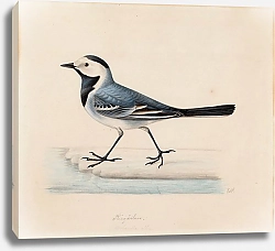 Постер Фердинанд Райт White Wagtail