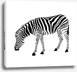 Постер Полосатая зебра черная на белом