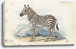 Постер Смит Чарльз Гамильтон The Zebra