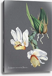 Постер Неизвестен Коллекция орхидей, пл.59