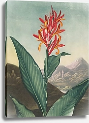 Постер Торнтон Роберт Индийский тростник