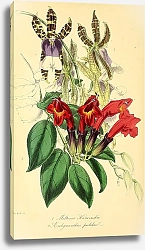 Постер Miltonia Karivinskii, Aeschynanthus pulcher