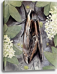 Постер Робер Поль-Андре Сфинкс Дю троен