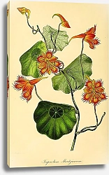Постер Tropaeolum Moritzianum