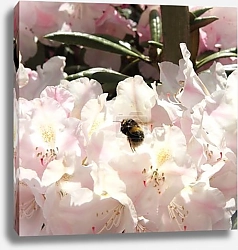 Постер Панорама цветущей вишни с пчелой