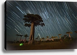 Постер Баобабы, палатка и звездное небо