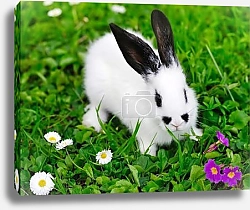 Постер Белый заяц на траве с цветами