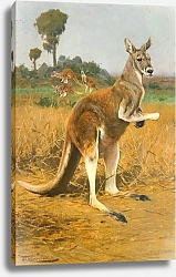 Постер Кухнерт Уильям Red Kangaroos In The Outback