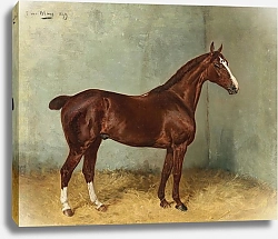 Постер Блаас Юлиус Гнедая лошадь с белым пятном в конюшне