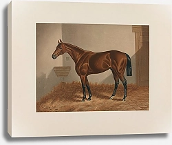 Постер Сталл Генри Тен Брук; Гнедая лошадь