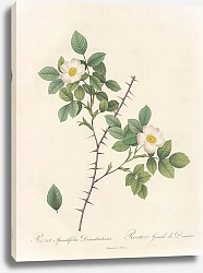 Постер Редюти Пьер Rosa Spinulifolia Dematratiana