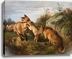 Постер Дейкер Карл Две лисы дерутся за свою добычу