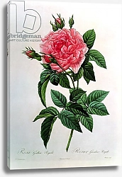 Постер Редюти Пьер Rosa Gallica Regallis, from 'Les Roses', 19th century