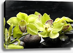 Постер Орхидеи 36