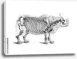 Постер Скелет носорога
