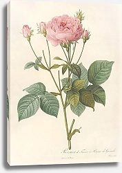 Постер Редюти Пьер Rosa Gallica Granatus