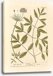 Постер Блэквелл Элизабет Гора Сайлер