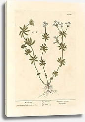 Постер Блэквелл Элизабет Деревянная крыша