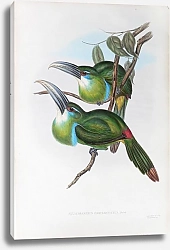 Постер Blue-banded Groove-bill - Aulacoramphus Caeruleicinctus