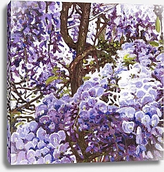 Постер Уайт Хелен Blue wisteria, 2011,