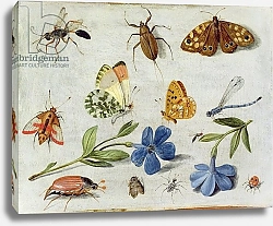 Постер Кессель Ян Insects 3