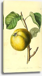 Постер Яблоко The oslin apple