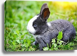 Постер Черный зайчонок на траве