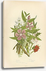 Постер Common Holly,Privet, Common Ash, Lesser Periwinkle