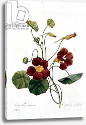 Постер Редюти Пьер Nasturtium