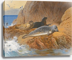 Постер Торнбурн Арчибальд (Бриджман) Grey And Harbour Seals At Rest