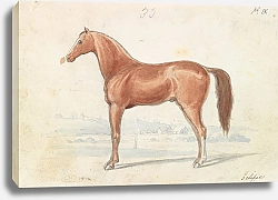 Постер Смит Чарльз Гамильтон The English Race-Horse