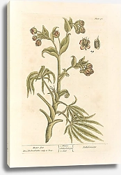 Постер Блэквелл Элизабет Медвежья нога