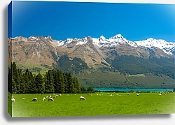 Постер Пастбище рядом с горами, Новая Зеландия