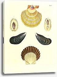 Постер Морские раковины 004