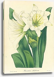 Постер Pancratium Calathinum 2