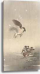 Постер Косон Охара Tree sparrow with young