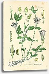 Постер Apocynaceae, Vinca minor